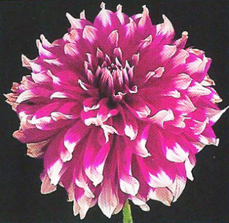 Dahlia ' YARRA FALLS '  (L.D.)  Ingram  Aus.  1973  (Connell 1999)